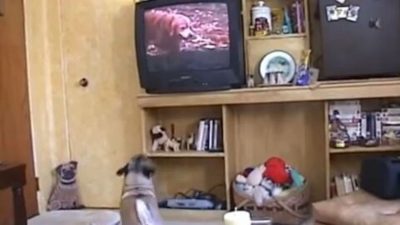 Ce chien regarde les films à la télévision, sa réaction va vous fendre le cœur!