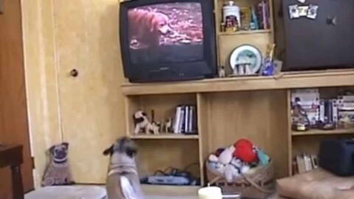Ce chien regarde les films à la télévision, sa réaction va vous fendre le cœur!