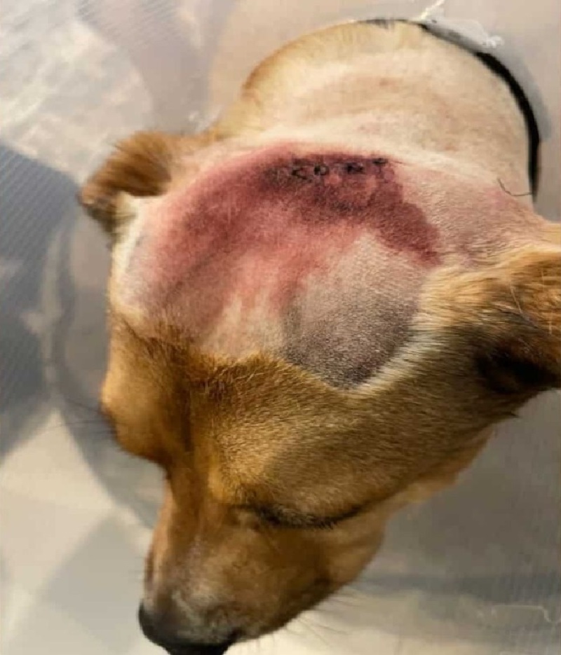 Ce chien sauve son maître d'une attaque de guépards, subissant de graves blessures