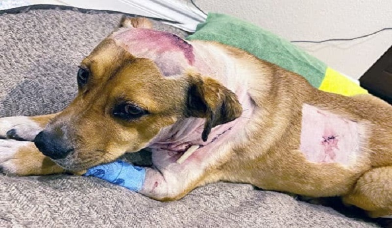 Ce chien sauve son maître d'une attaque de guépards, subissant de graves blessures