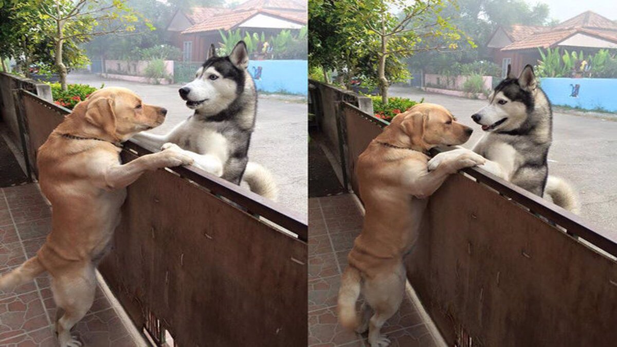 Ce chien s'enfuit de chez lui pour faire un câlin à son meilleur ami !