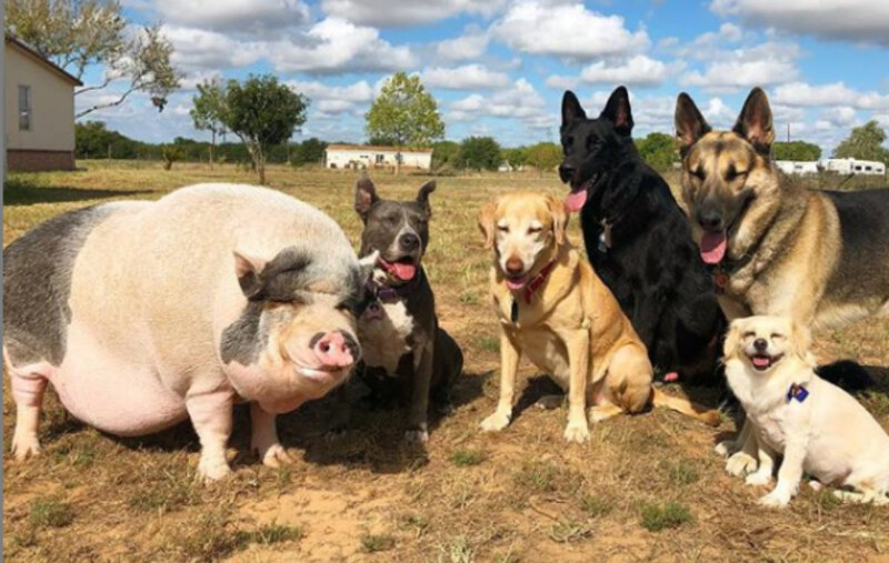 Ce cochon a été élevé avec 5 chiens et pense maintenant qu'il est l'un d'entre eux