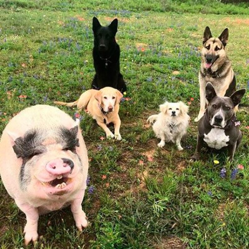 Ce cochon a été élevé avec 5 chiens et pense maintenant qu'il est l'un d'entre eux