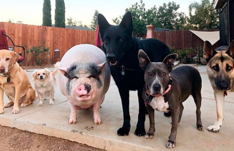 Ce cochon a été élevé avec 5 chiens et pense maintenant qu'il est l'un d'entre eux