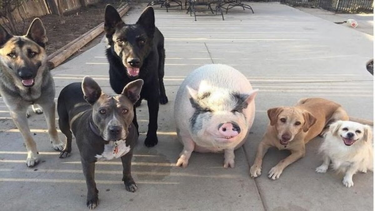 Ce cochon a été élevé avec 5 chiens et pense maintenant qu'il est l'un d'entre eux