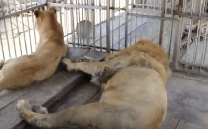 Ce couple de lions de cirque sort pour la 1re fois de leur cage et découvre l’herbe