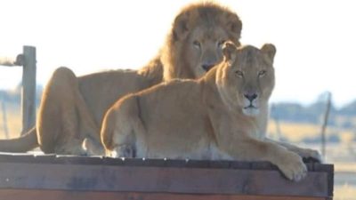 Ce couple de lions de cirque sort pour la 1re fois de leur cage et découvre l’herbe