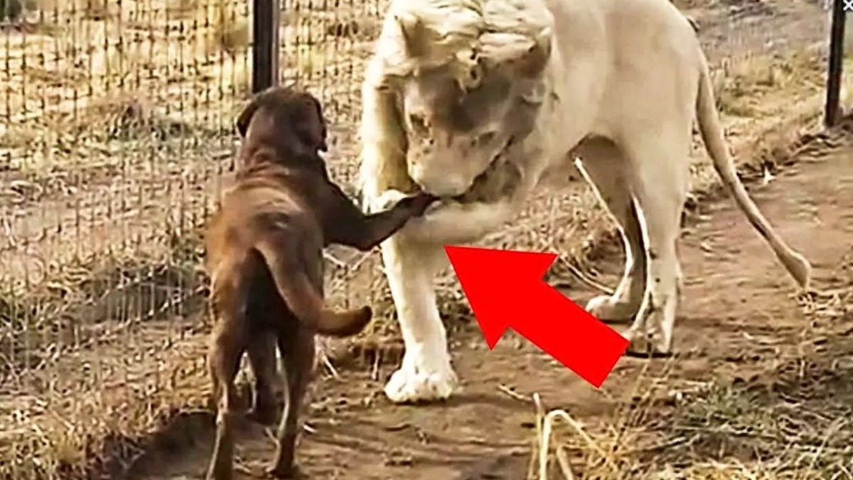 Ce puma implore un chien de l’aider, vous ne devinerez jamais la raison !