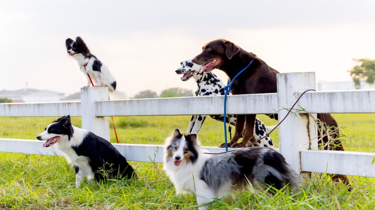 Ces 10 races de chiens sont les plus chères en France : les raisons et les prix moyens