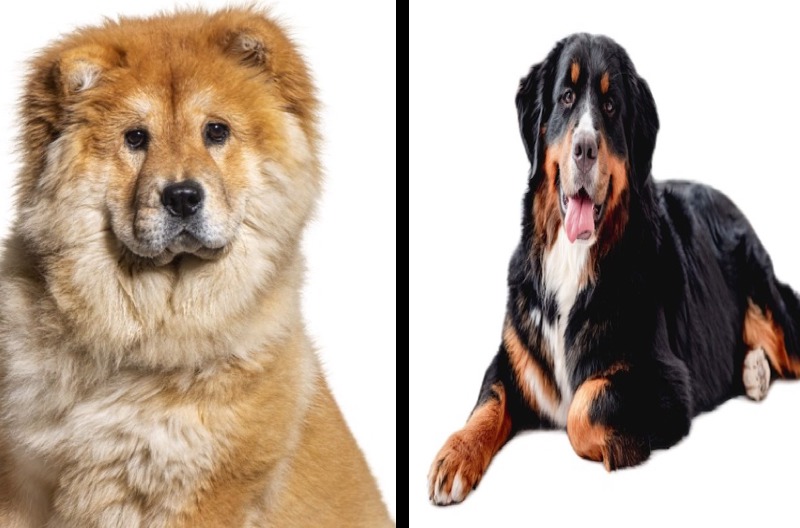 Ces 10 races de chiens sont les plus chères en France : les raisons et les prix moyens