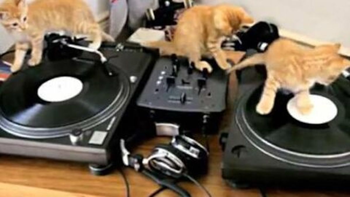 Ces 3 chats sont des DJs professionnels, leur technique est impressionnante