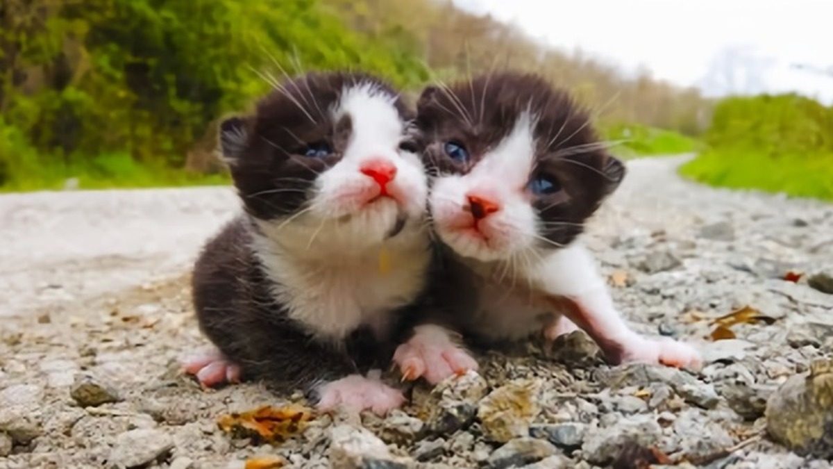 Ces chatons, si innocents et fragiles, ont été sauvés !