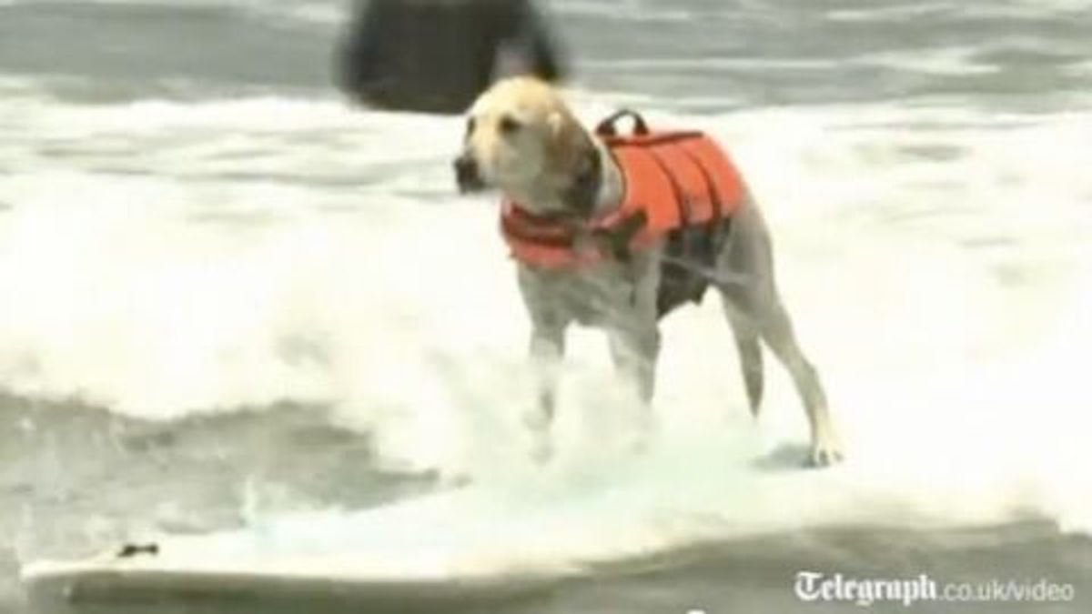 Ces chiens sont les rois du surf, une compétition unique en son genre !