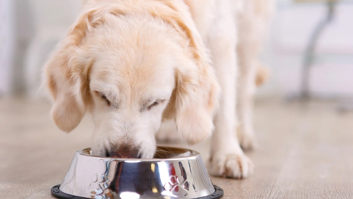 Ces pâtées pour chiens font l’objet d’un rappel produit urgent, ne leur donnez surtout pas !