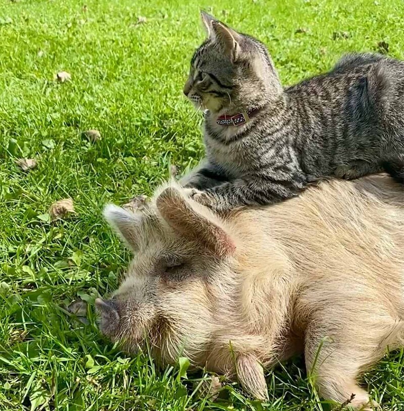 Cet adorable chat adore masser et caresser ses amis cochons