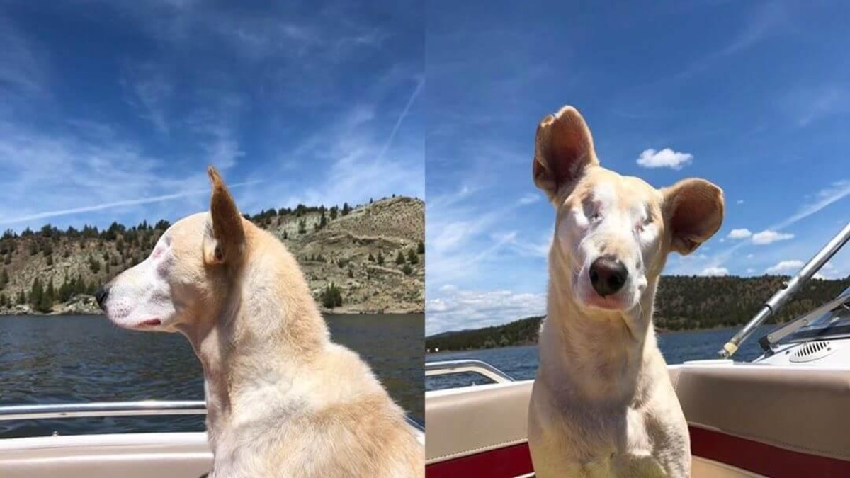 Cet adorable chien sans yeux est devenu une star sur les réseaux sociaux