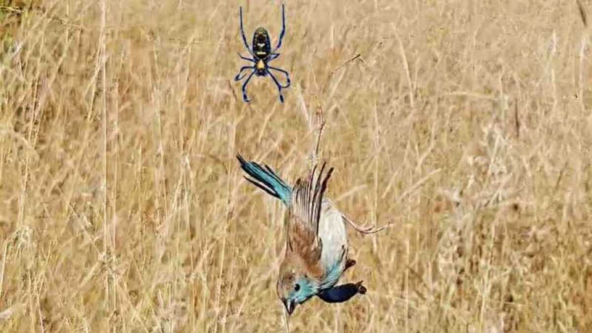 Cet oiseau s'est pris en plein vol dans une toile d'araignée