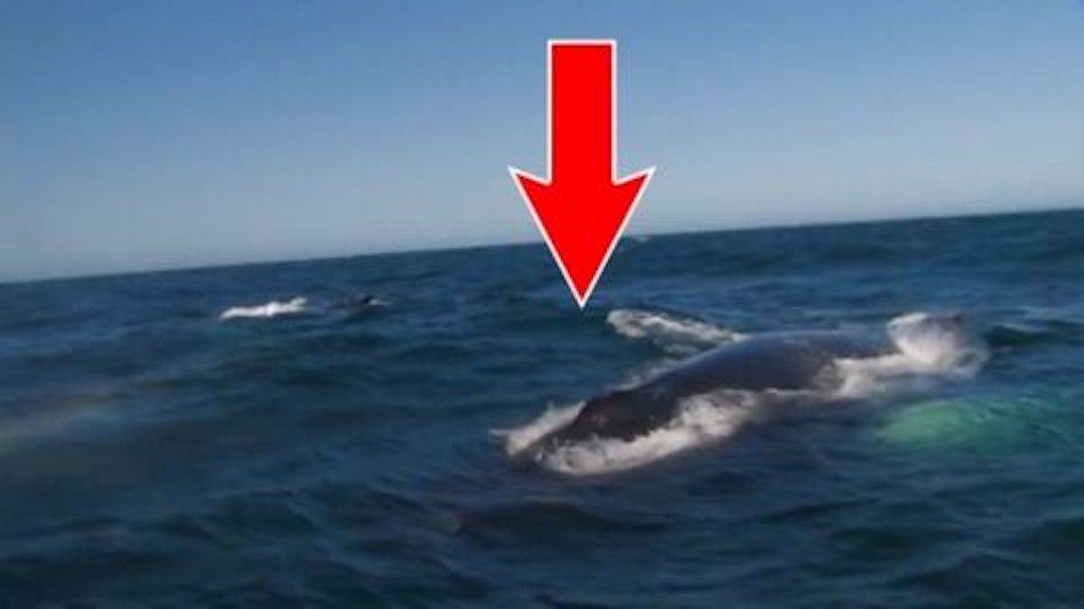 Cette baleine recrache à l’eau d’une façon spectaculaire et inédite !
