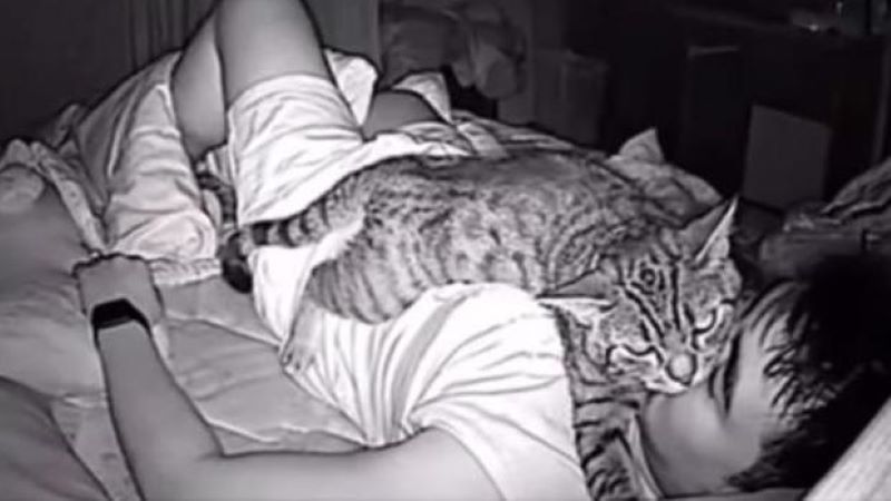 Cette caméra révèle les activités nocturnes terrifiantes de son chat !