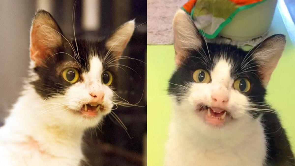 Cette chatte atteint d'une fente labiale gagne les cœurs avec son sourire en vue d'une adoption
