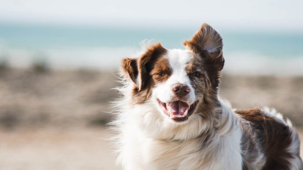 Cette chienne abandonnée avec un message déchirant retrouve sa famille de SDF