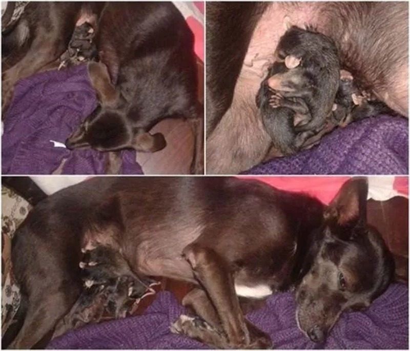 Cette chienne joue son rôle de mère et décide d'adopter les petits d’une belette