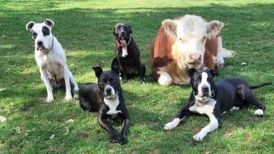 Cette vache vit avec quatre chiens et s'intègre au troupeau !