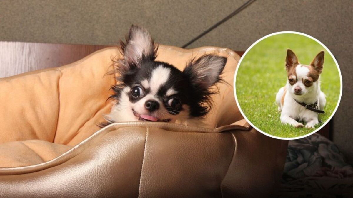 Comment rendre un chien chihuahua heureux ? Voici les meilleurs conseils