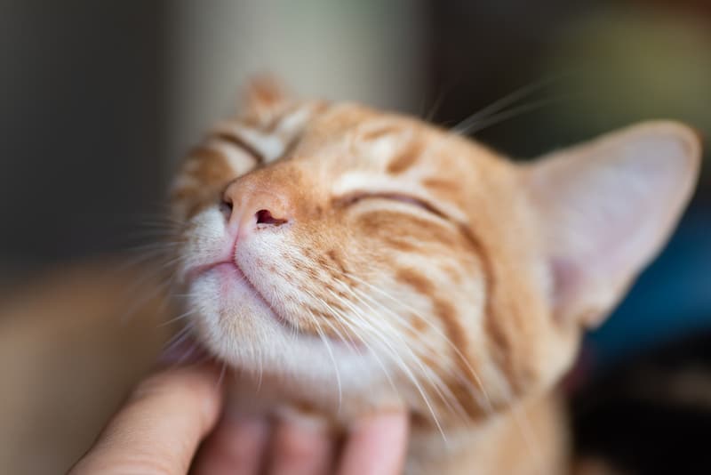 Comment savoir si votre chat est heureux de vivre avec vous ?