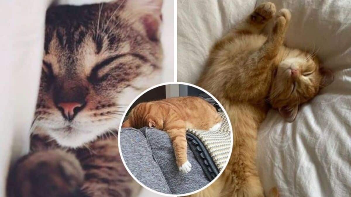 Comment un chat heureux dort-il ? Découvrez sa posture révélatrice