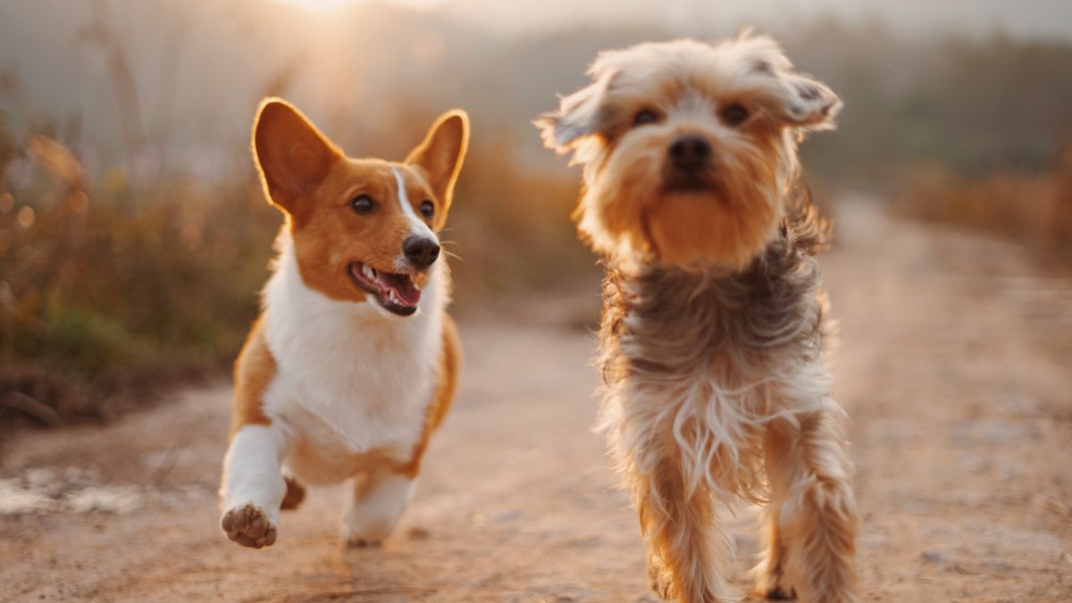 De toutes les races de chiens, voici les trois qui vivent le plus longtemps au monde