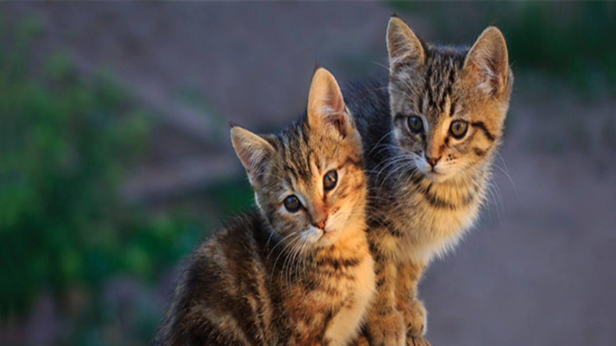 Découvrez 8 faits amusants sur les chats