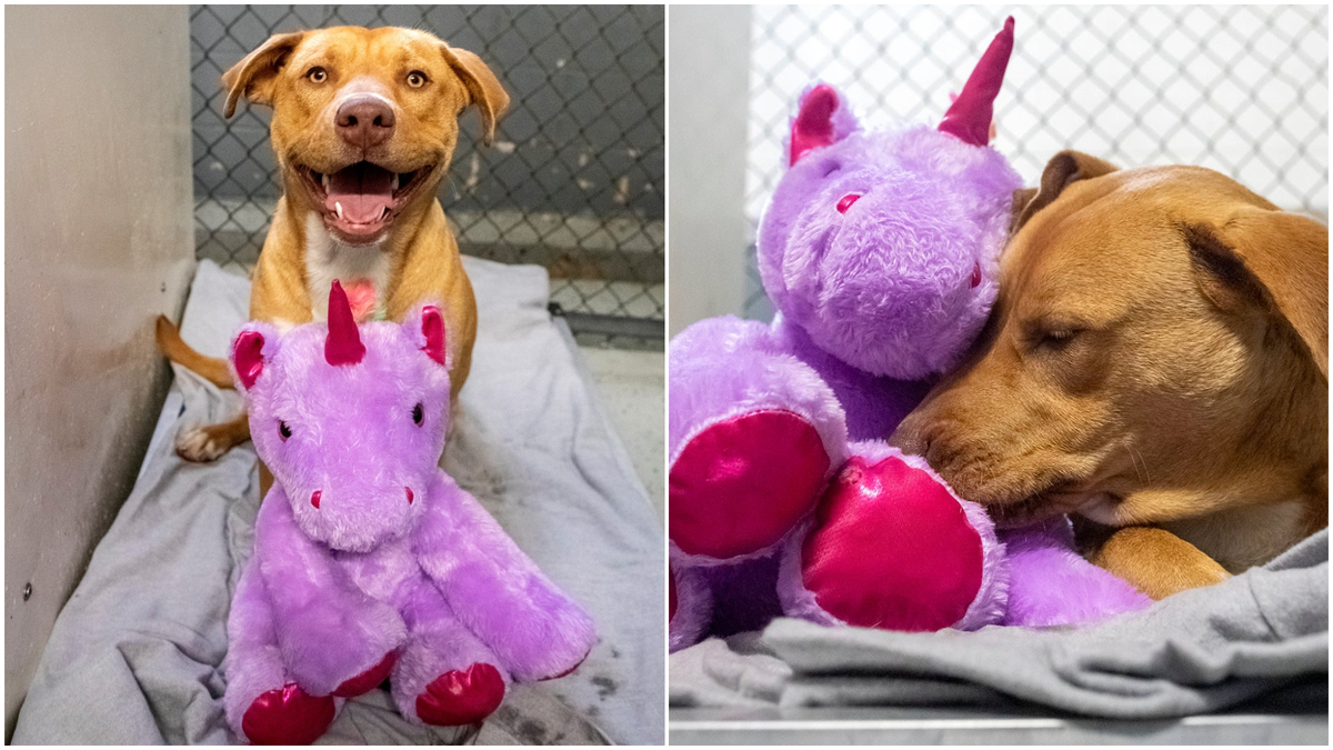 L'histoire d'amour de ce chien avec ses peluches va vous fendre le cœur!