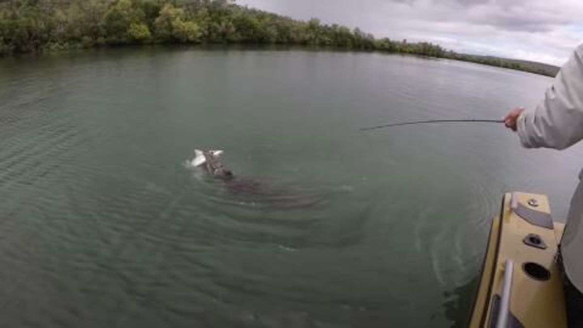 Des pêcheurs capturent un requin, un crocodile surgit de nulle part et attaque