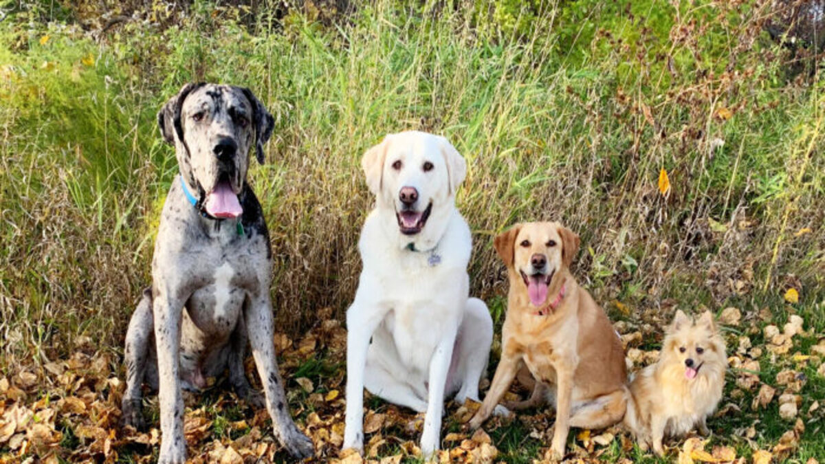 Des photos adorables montrent un chiot dogue allemand qui a grandi plus vite que les autres chiens !