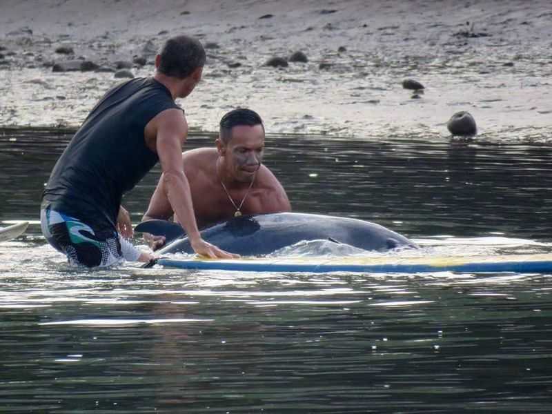 Baleine : Des surfeurs entendent les pleurs d'une jeune baleine et se précipitent à son secours