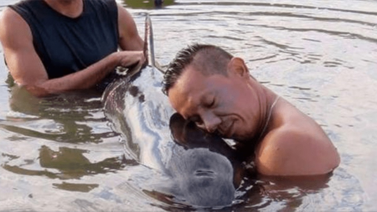 Des surfeurs entendent les pleurs d'une jeune baleine et se précipitent à son secours