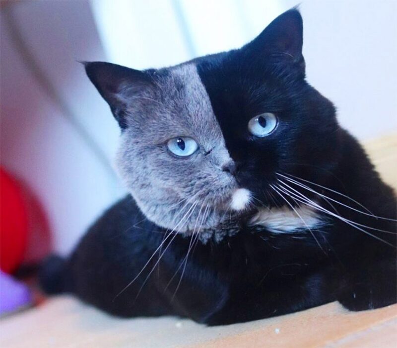 Ce chaton à la fourrure bicolore symétrique devient célèbre sur la Toile