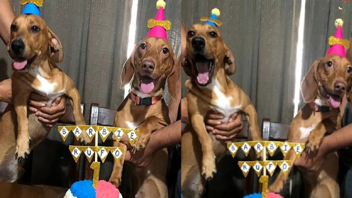 Deux chiens fêtent leur premier anniversaire, leur gâteau était au bœuf et à la carotte