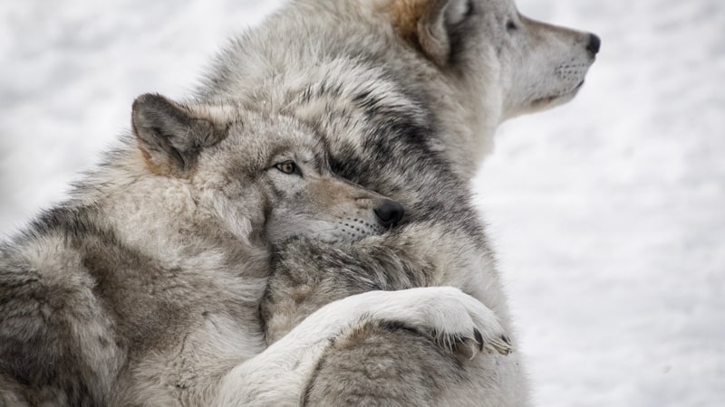 Tout savoir sur l'accouplement des loups