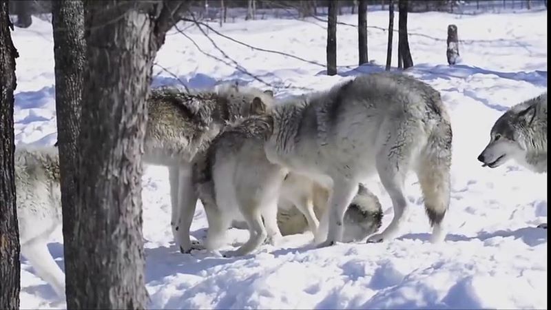 Les loups et l'accouplement