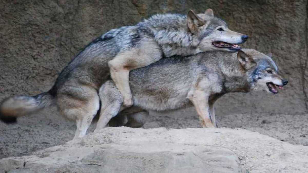 Tout savoir sur l'accouplement des loups