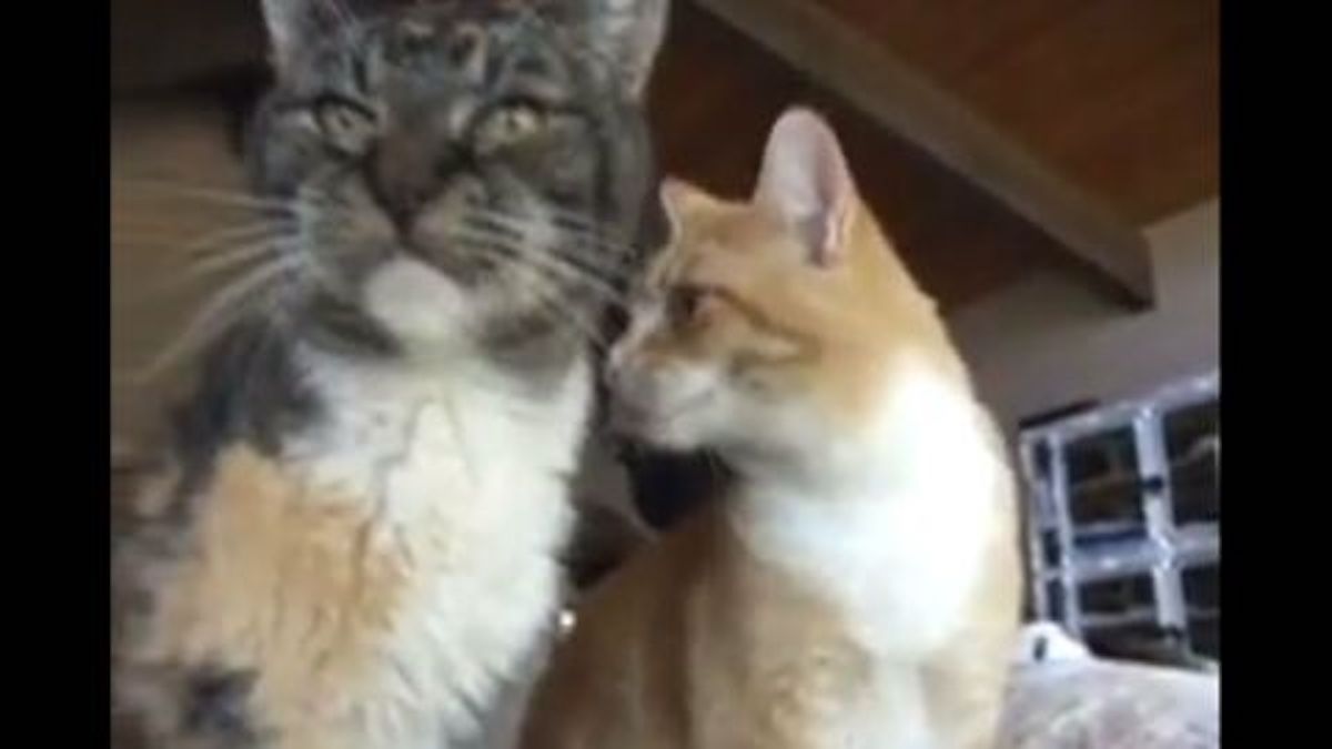 Elle crée un refuge pour les chats dont personne ne veut : elle en héberge 800 (vidéo)