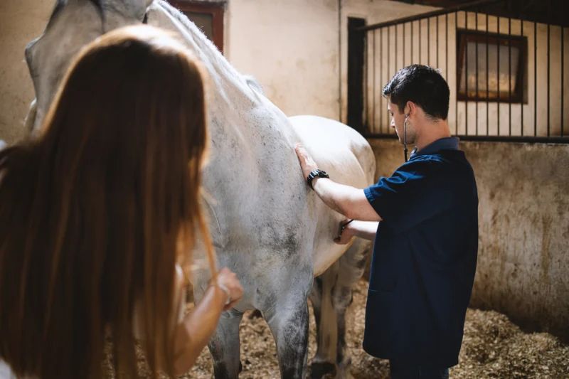 Elle pensait avoir acheté un cheval, quand le vétérinaire le voit, il appelle la police