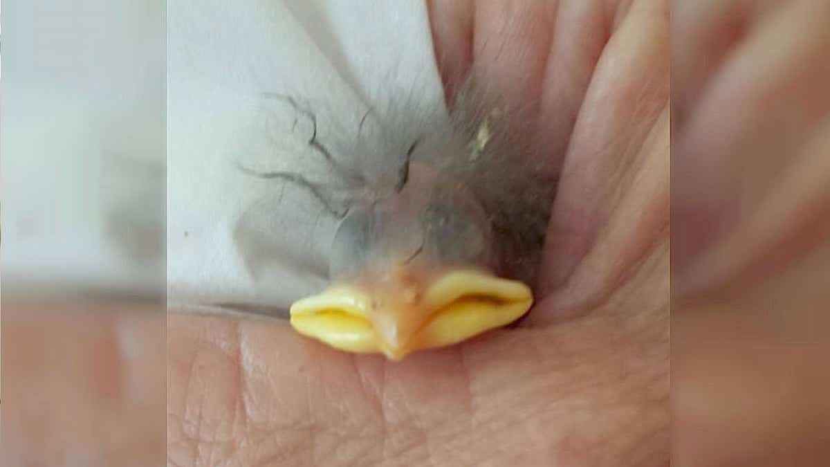 Elle sauve un poussin dans son œuf, sa transformation 1 an après surprend tout le monde