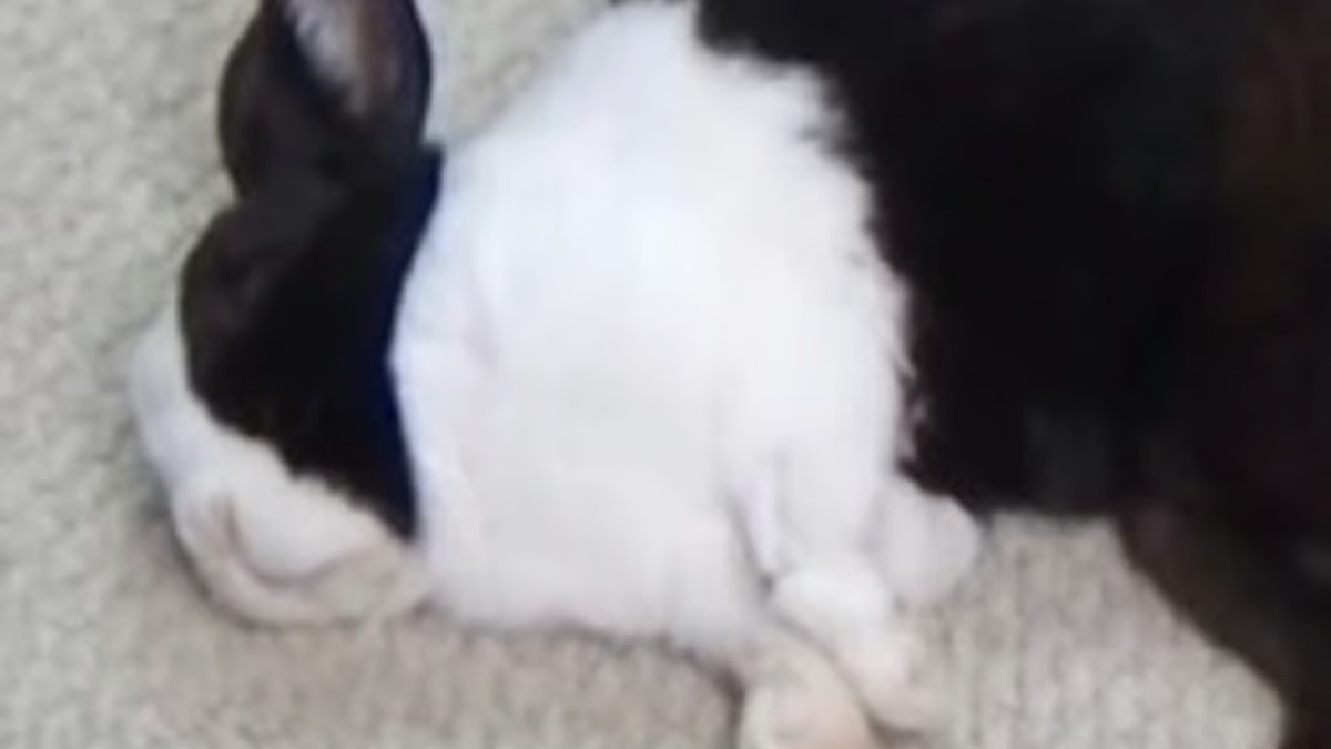 Elle touche la queue de son lapin pendant qu’il dort, sa réaction va vous fasciner !