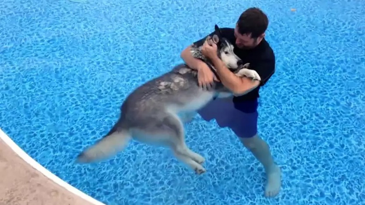 Il emmène son chien paralysé à la piscine, ce qu'il se passe après est totalement déchirant