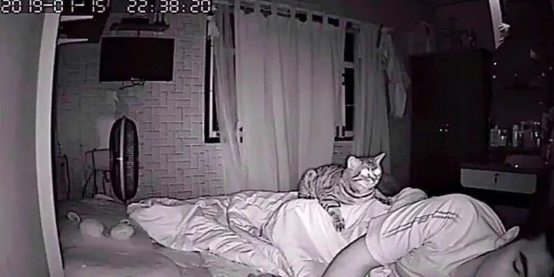 Il filme son chat qui le fixe toutes les nuits, il regarde les images et découvre l’effroyable