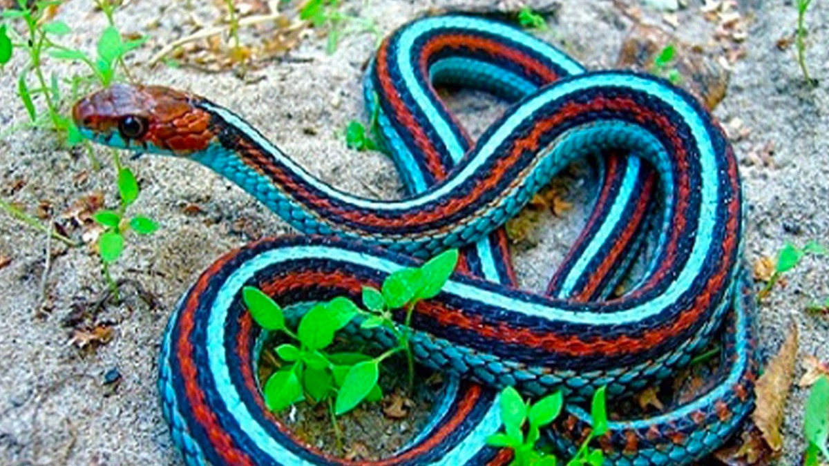 Il se fait attaquer par un étrange serpent et va découvrir l’effroyable, "Ce n’est pas ce que vous pensez"