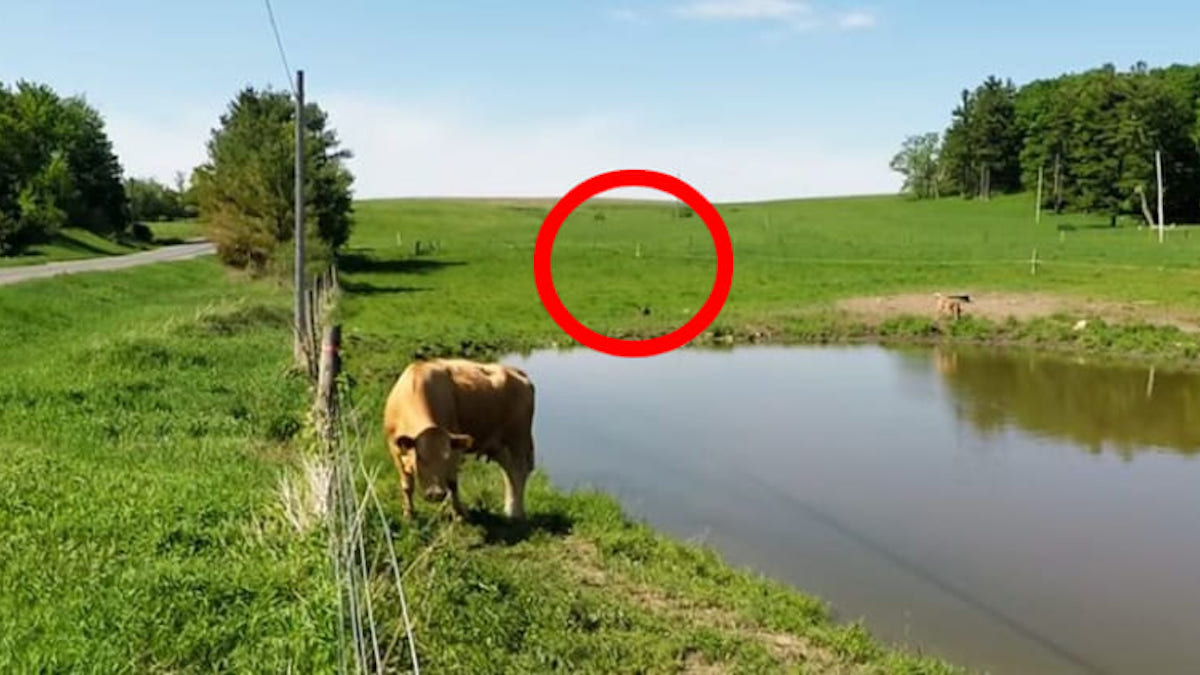 Il tombe sur une vache avec une étrange attitude, il va découvrir l’impensable